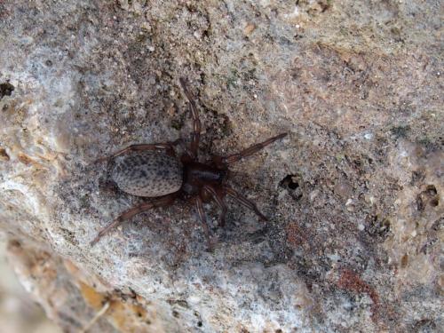 Réf. 227 622 : Gnaphosa alacris