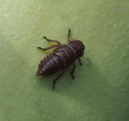 Oncopsis avellanae