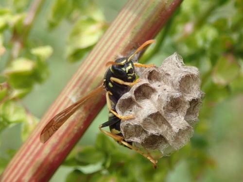 Polistes sp.