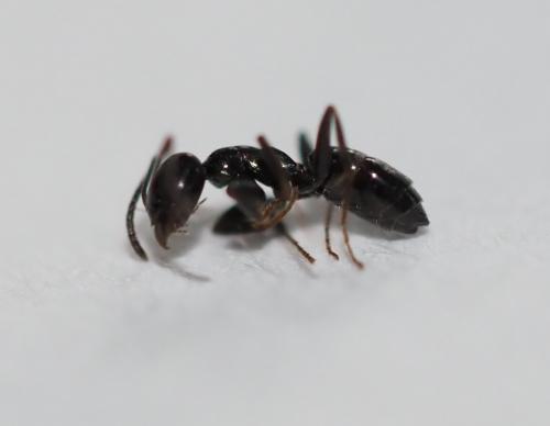 Tapinoma madeirense