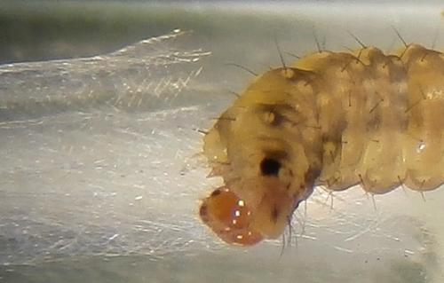 Réf. 227 484 : Bucculatrix alaternella