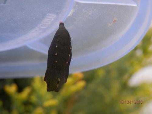 Lasiommata megera