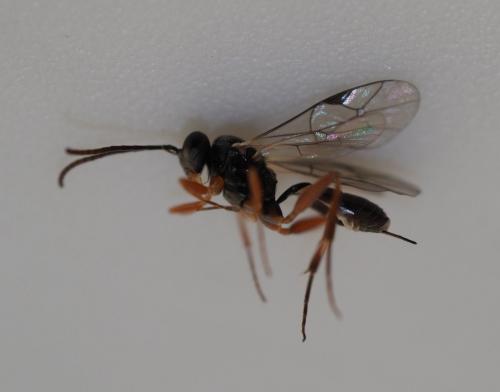 Réf. 227 507 : Phygadeuontini inconnu