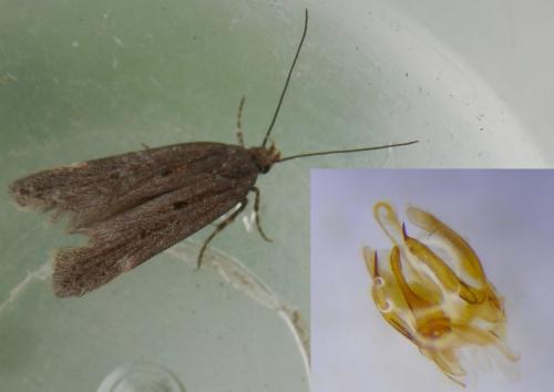 Aroga velocella