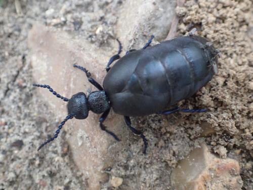 Réf. 227 580 : Meloe proscarabaeus