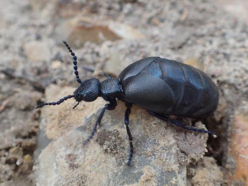 Meloe proscarabaeus