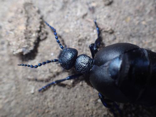Réf. 227 579 : Meloe proscarabaeus