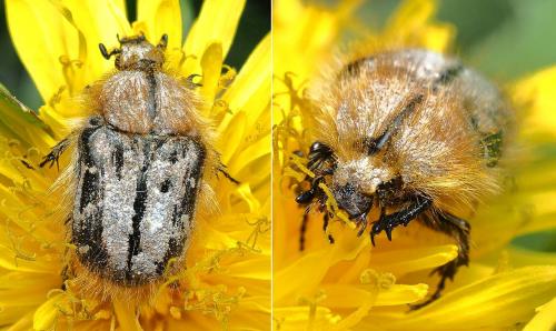 Réf. 227 816 : Tropinota hirta