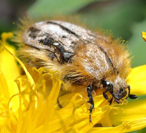 Réf. 227 815 : Tropinota hirta