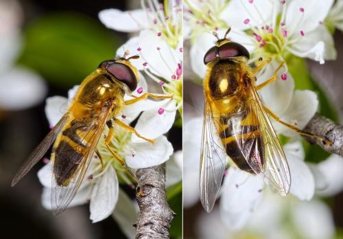 Epistrophe eligans