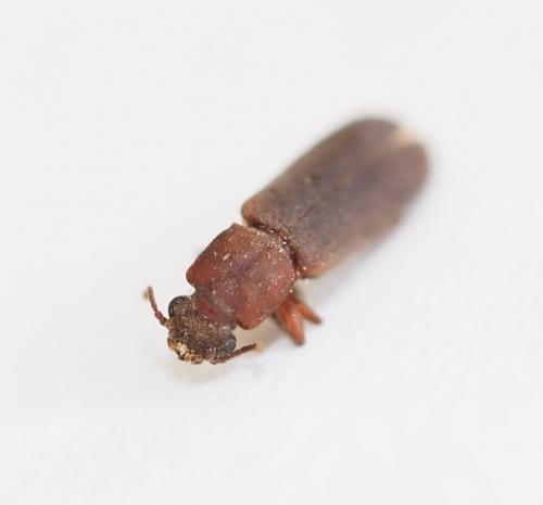 Trogoxylon impressum