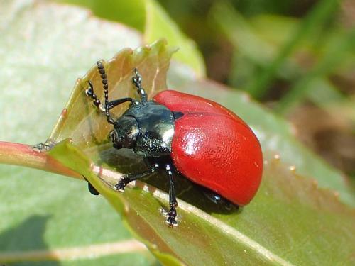 Réf. 227 620 : Chrysomela populi