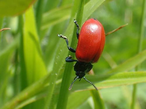 Réf. 227 621 : Chrysomela populi