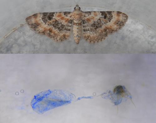 Réf. 227 707 : Eupithecia pulchellata