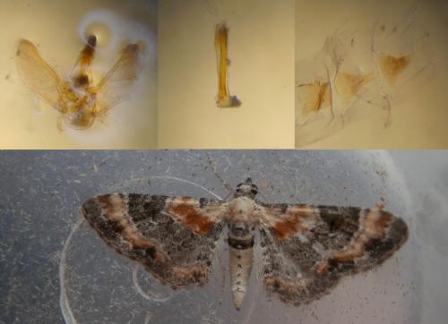 Réf. 227 706 : Eupithecia linariata