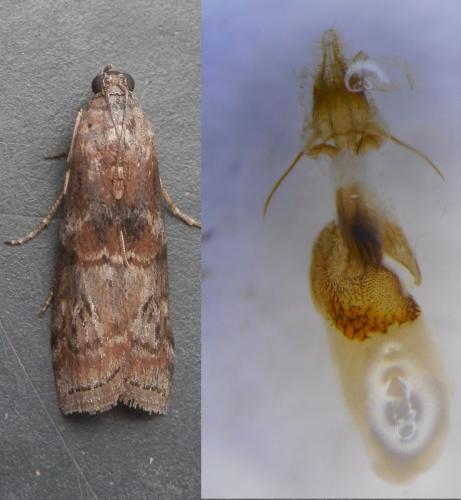 Réf. 227 802 : Phycita roborella