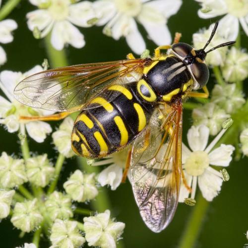 Réf. 227 100 : Chrysotoxum elegans
