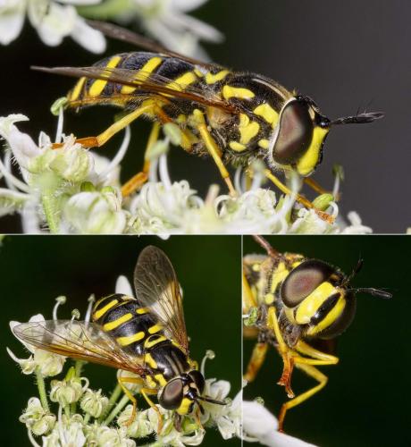 Réf. 227 102 : Chrysotoxum elegans
