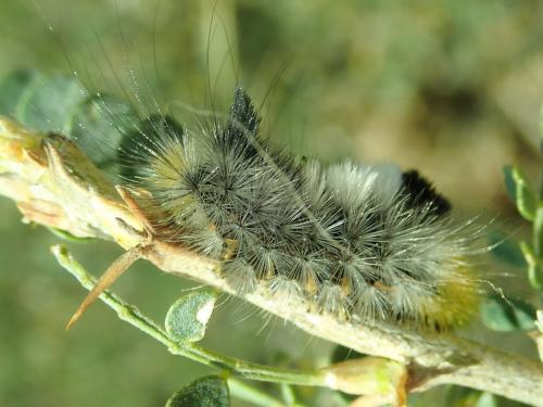 Lymantriinae
