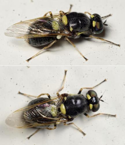 Oxycera leonina