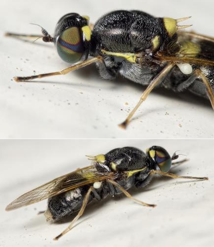 Oxycera leonina