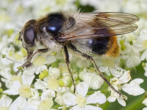 Réf. 227 756 : Cheilosia illustrata