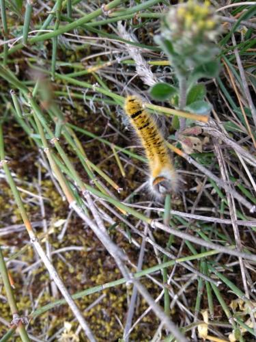 Lasiocampa trifolii