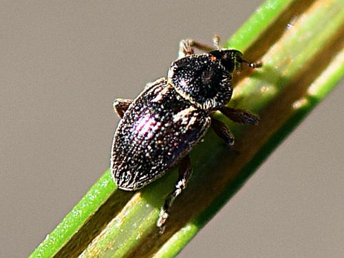 Réf. 227 818 : Pachytychius hordei