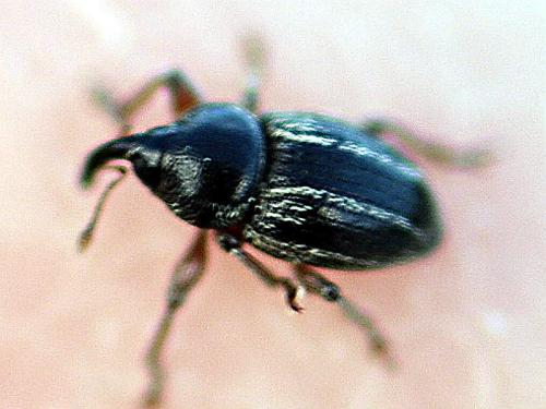 Réf. 227 819 : Pachytychius hordei