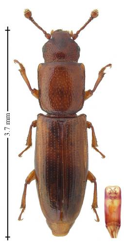 Rhizophagus perforatus
