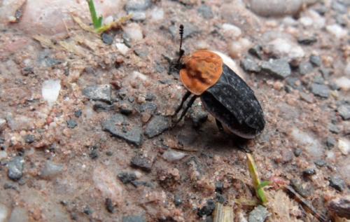 Réf. 227 164 : Oiceoptoma thoracicum