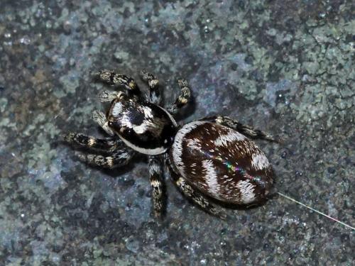 Salticus scenicus