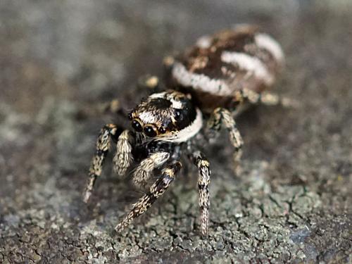 Réf. 227 446 : Salticus scenicus