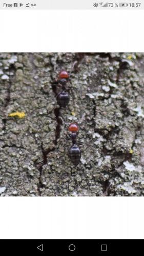 Crematogaster scutellaris