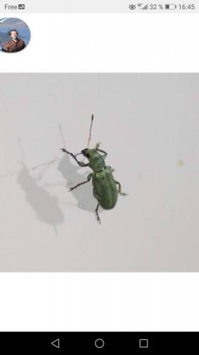 Réf. 227 239 : Pachyrhinus lethierryi