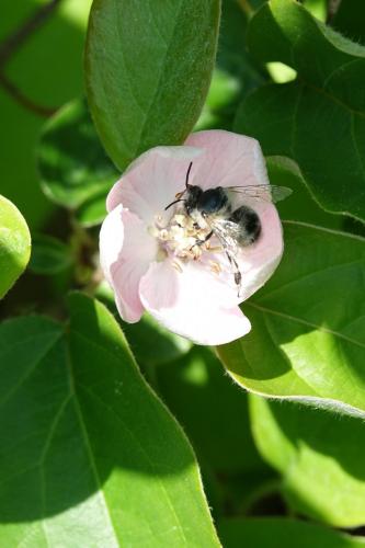Anthophora sp.