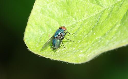 Lucilia sp.