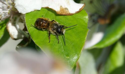 Réf. 227 559 : Osmia bicornis