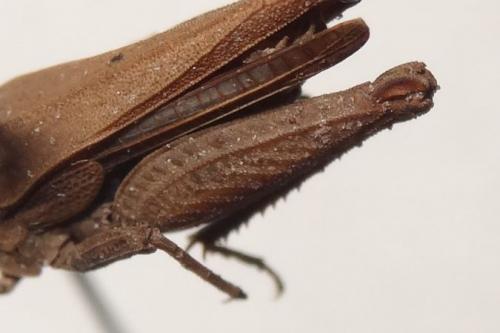 Tetrix subulata