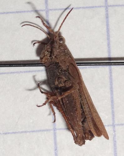 Réf. 227 478 : Tetrix subulata