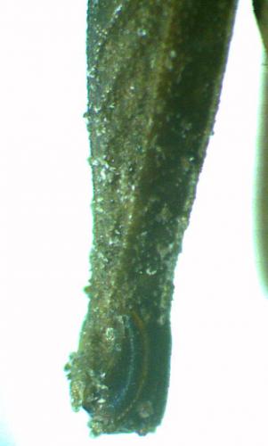 Réf. 227 563 : Tetrix subulata
