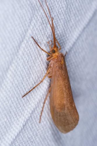 Stenophylacini