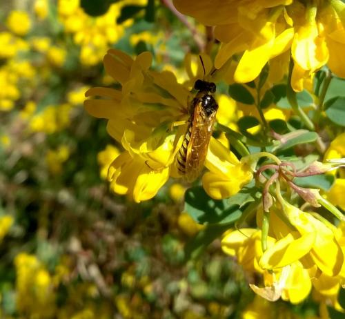 Tenthredo sp.