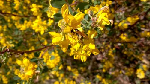 Tenthredo sp.