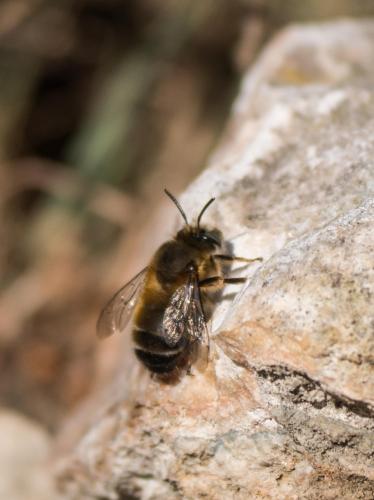 Anthophora mucida