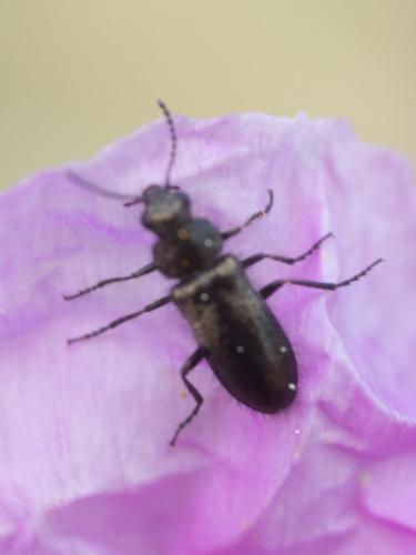 Réf. 227 072 : Dasytes tristiculus