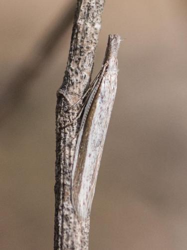 Pleurota ericella
