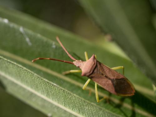 Gonocerus insidiator