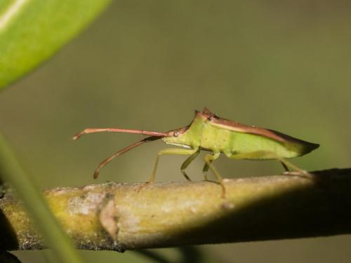 Gonocerus insidiator