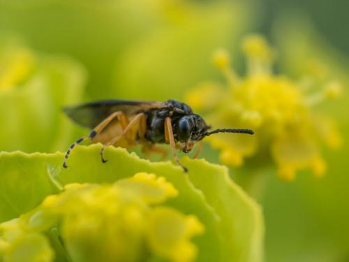 Athalia sp.